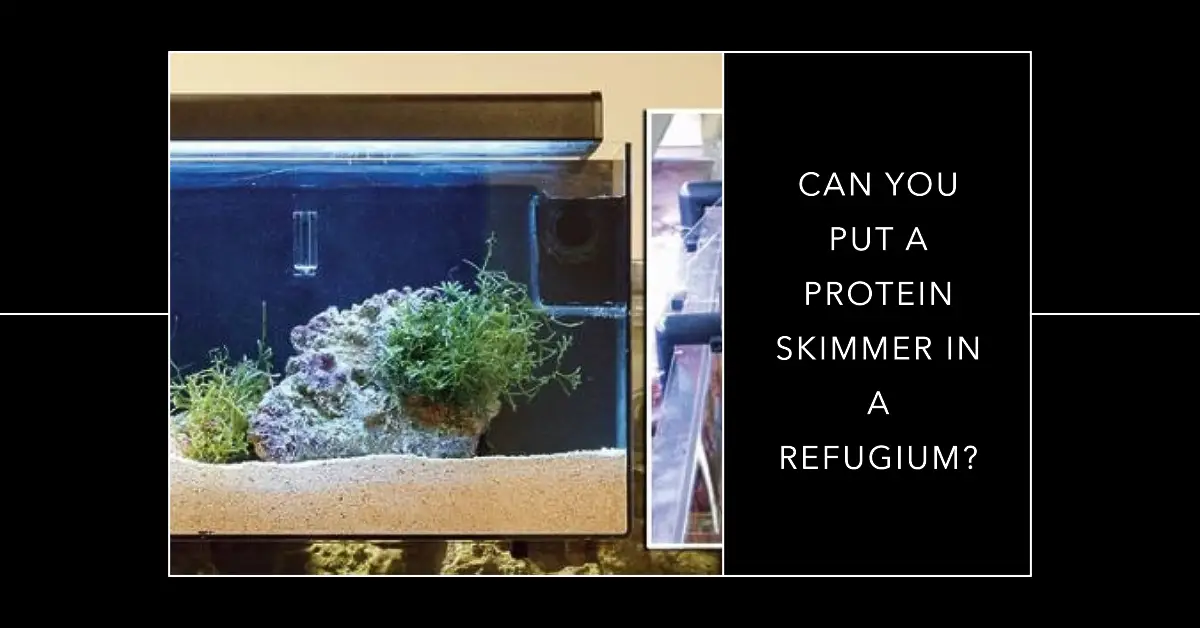 Can You Put a Protein Skimmer in a Refugium