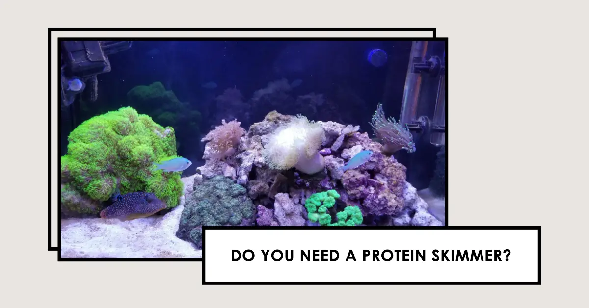 Do You Need a Protein Skimmer for Soft Coral