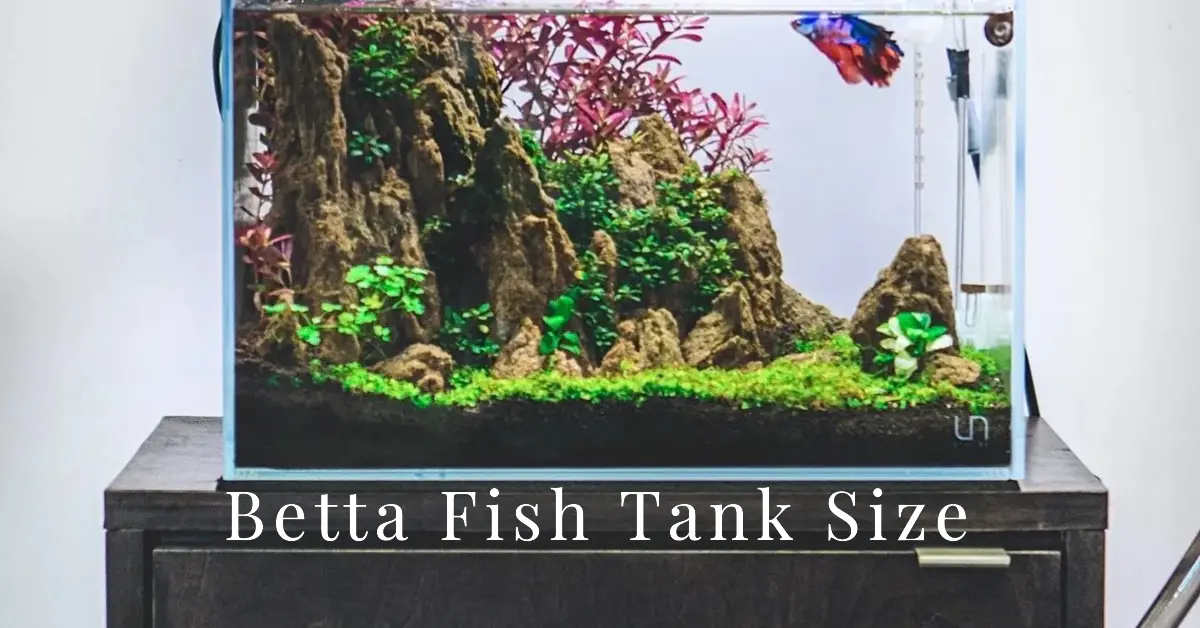 how big does a betta fish tank need to be