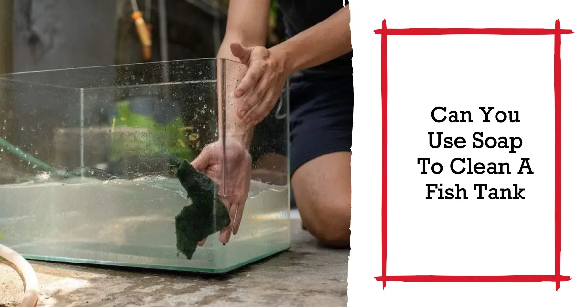 Can You Use Soap To Clean A Fish Tank